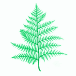 Green fern leaf illustration on white background