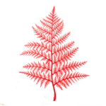 Red fern frond on white background