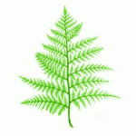 Green fern frond on white background